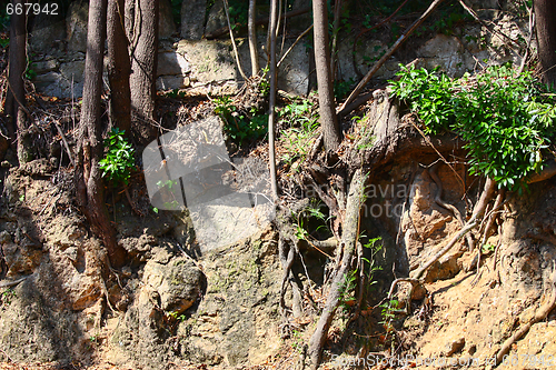 Image of Tree Roots Exposed Due to Soil Erosion