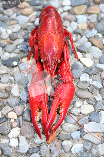 Image of Crayfish on stones