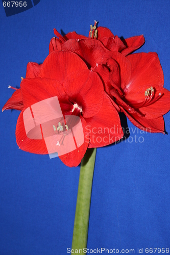 Image of Amaryllis Hippeastrum