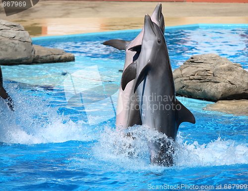 Image of happy dolphins jumping out of the water