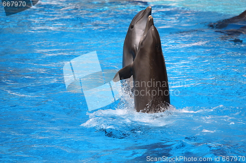 Image of happy dolphins jumping out of the water
