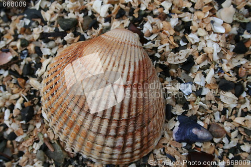 Image of Closeup of Clam Shell on Beach