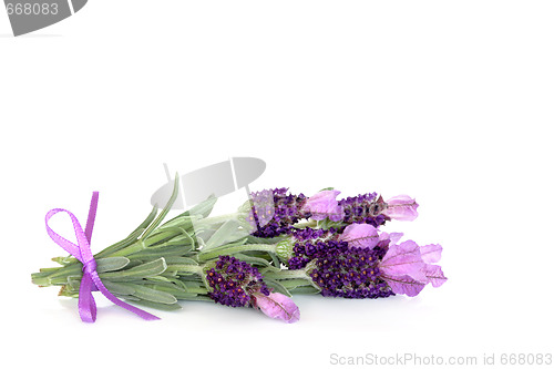 Image of Lavender Herb Flowers