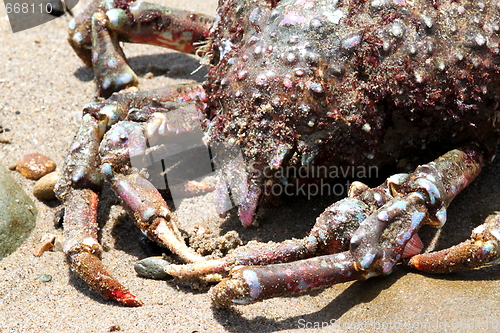 Image of Crab Beach