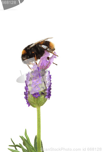 Image of Bumblebee  and Lavender Flower