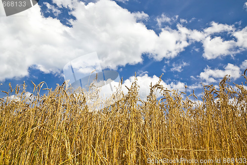 Image of corn field