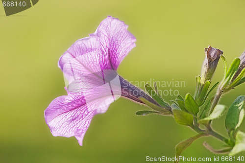 Image of Petunia