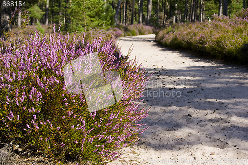 Image of Heather path