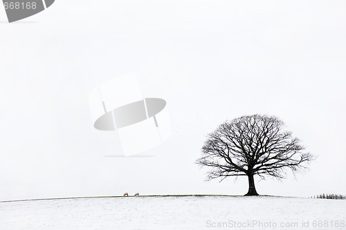 Image of  Oak Tree in Winter 