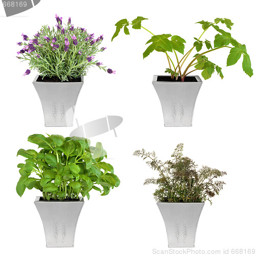 Image of   Herbs in Pots