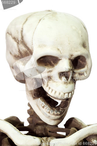 Image of Skeleton