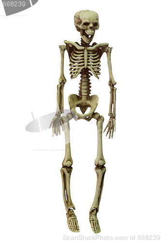 Image of Skeleton