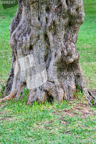 Image of Old tree
