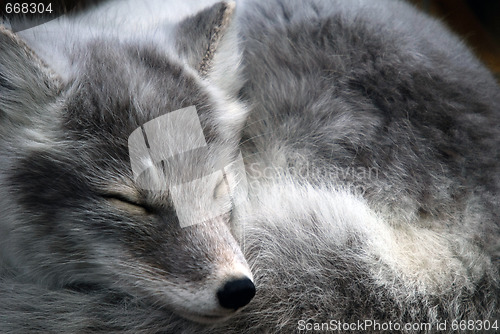 Image of Arctic Fox