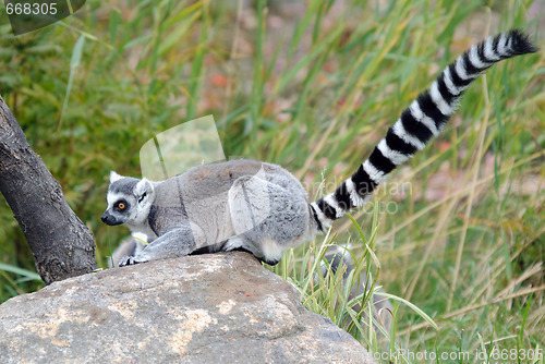 Image of Ring-tailed Lemur