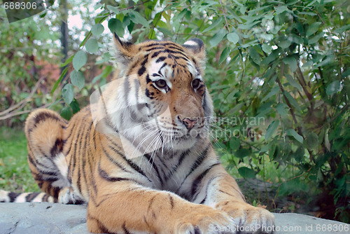 Image of Siberian Tiger