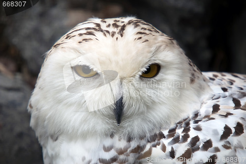 Image of Snowy Owl