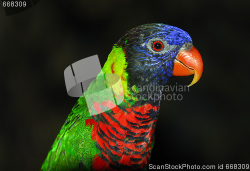 Image of Rainbow Lorikeet