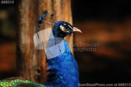 Image of Indian Peafowl