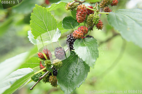 Image of mulberries