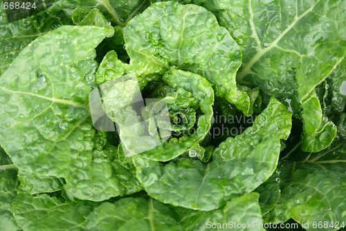 Image of green leafy background