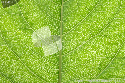 Image of leaf texture