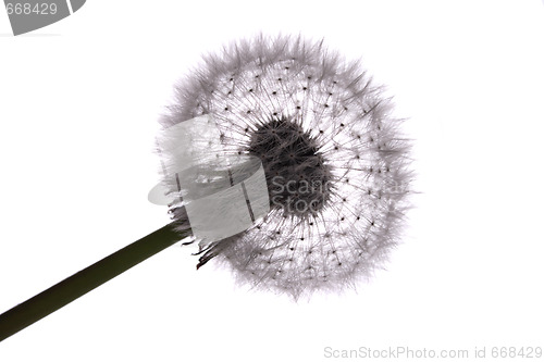 Image of old dandelion