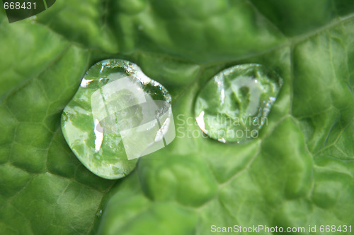 Image of water drops in green 