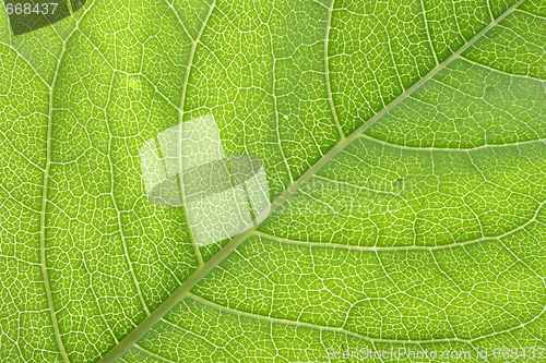 Image of leaf texture