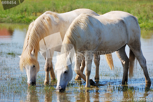 Image of White horses