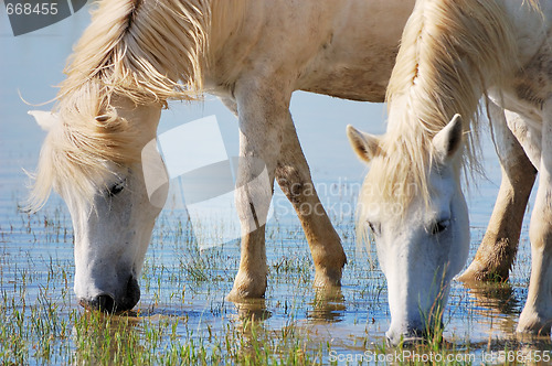 Image of Drinking horses