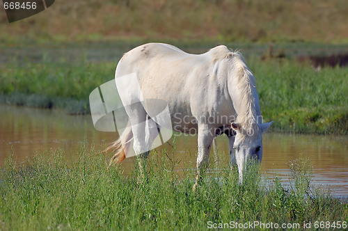 Image of White horse