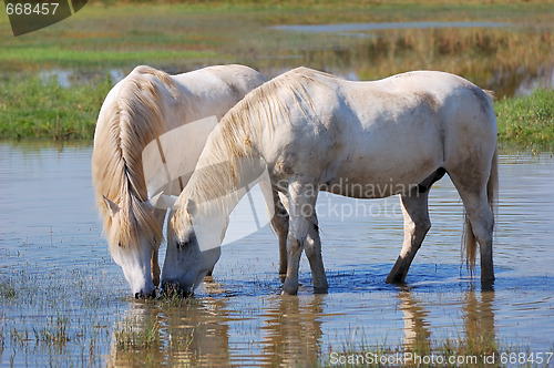 Image of White horses