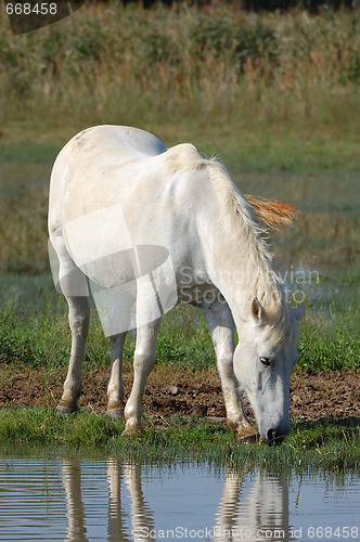 Image of White horse