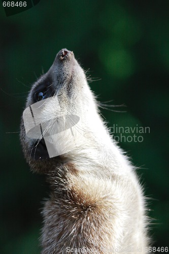 Image of Suricate portrait