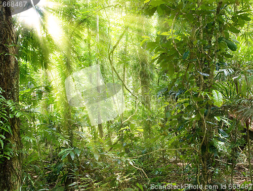 Image of sunshine in rain forest