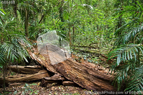 Image of log in the rain forest