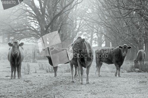 Image of cows on the road