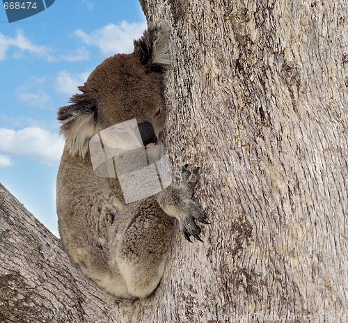 Image of koala in tree