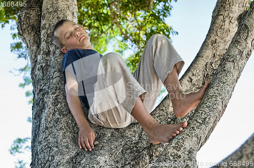 Image of boy in a tree