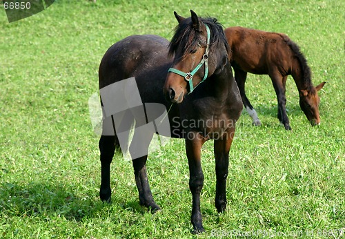 Image of horsewomen