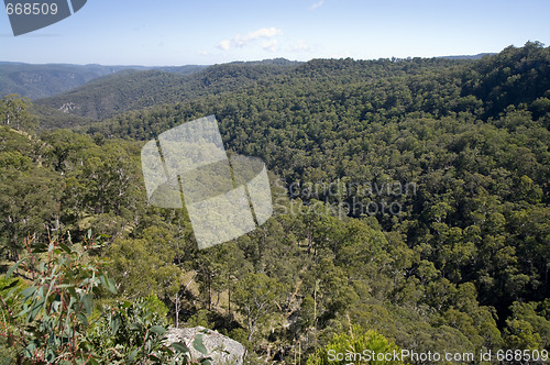 Image of looking over the forest