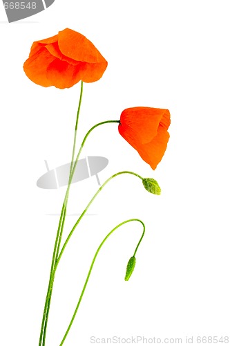 Image of Fragile poppies