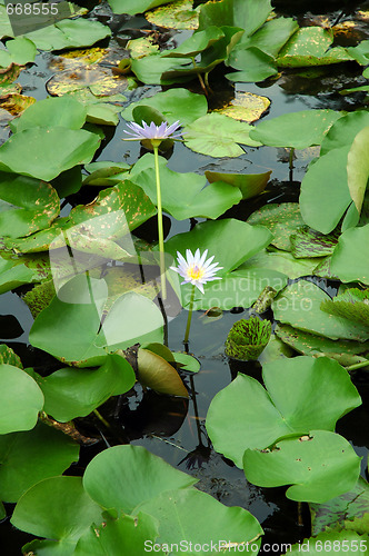 Image of FLOWER