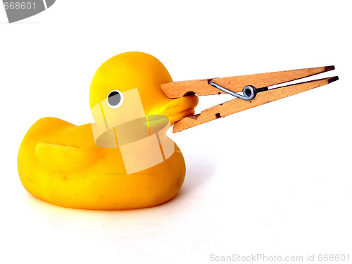 Image of duck