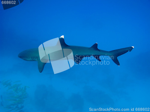 Image of Whitetip reef shark