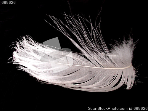 Image of feather