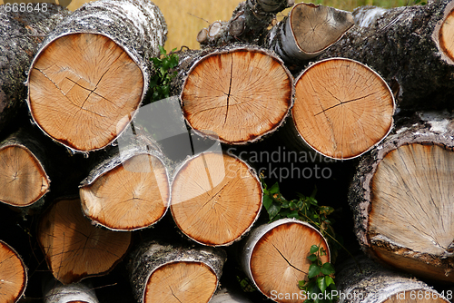 Image of Birch Logs