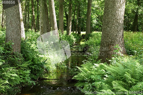 Image of Green Brook