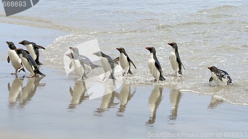 Image of Rockhopper penguins (Eudyptes chrysocome)